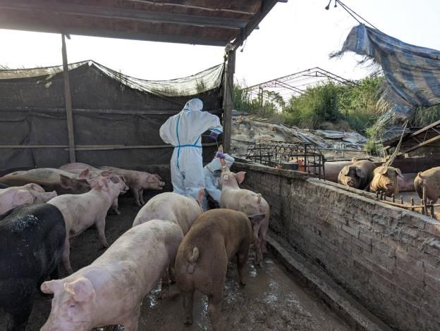 守護豬隻健康、守住產業安全！台南市府聯合稽查查獲違規餵飼廚餘，最高裁罰120萬元